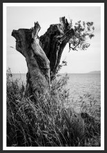 Olive Tree on the Aegean Shore #3 (2012)