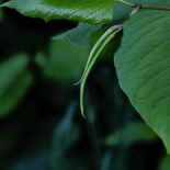 Reynoutria Japonica, Japanese knotweed