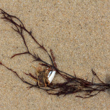 Beach debris (Jan Ekin)