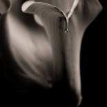 Calla Lily With Water Drop