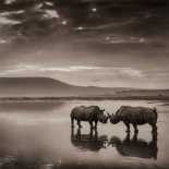 Nick Brandt - Rhinos In Lake Nakuru