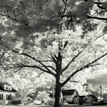 Neighborhood trees in infrared