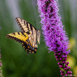 Swallowtail butterfly in the yard