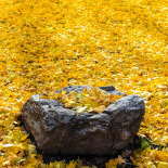 Yellow fall on Mt. Nebo