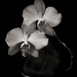 Orchids (Matte)