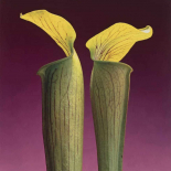 Robert Mapplethorpe - Double Jack-In-The-Pulpit