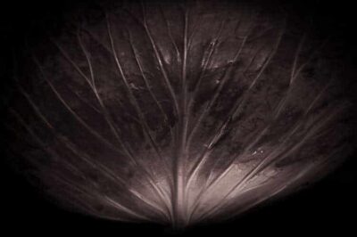 Cabbage