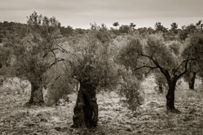 Olive Trees of Ayvalik