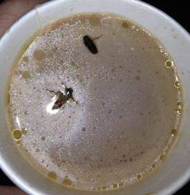 Bugs in a Cup