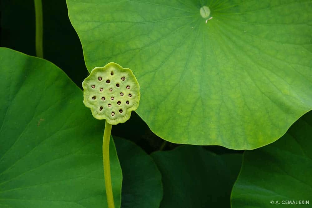 My fellow lotus blossoms in the pond ...