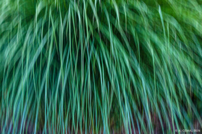 Cortaderia selloana (Pampass grass)