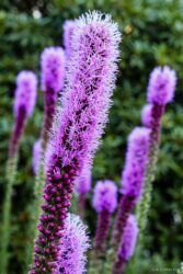 Liatris in front of our house